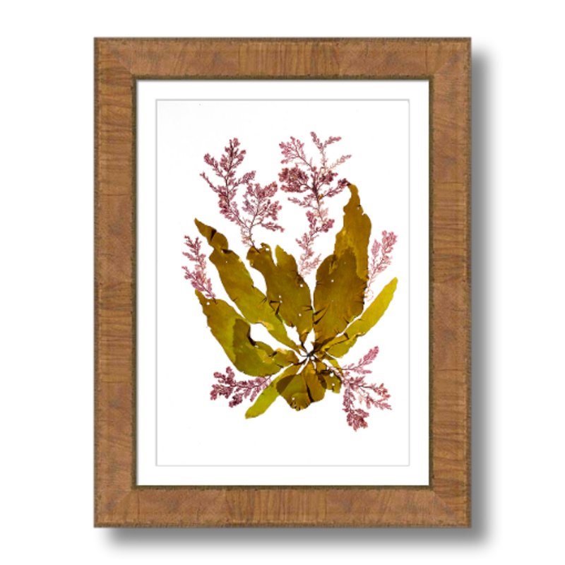 LIMITED EDITION | Petalonia and Plocamium