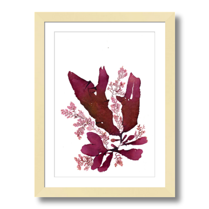 Cryptonemia and Plocamium