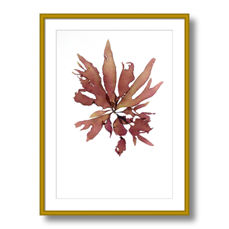 LIMITED EDITION | Grateloupia