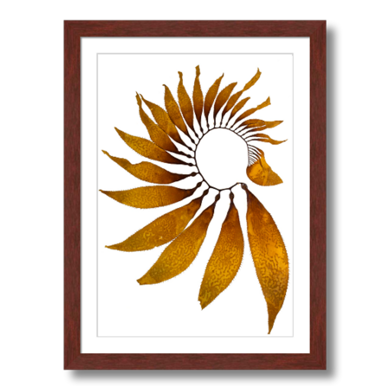 Macrocystis III - Black