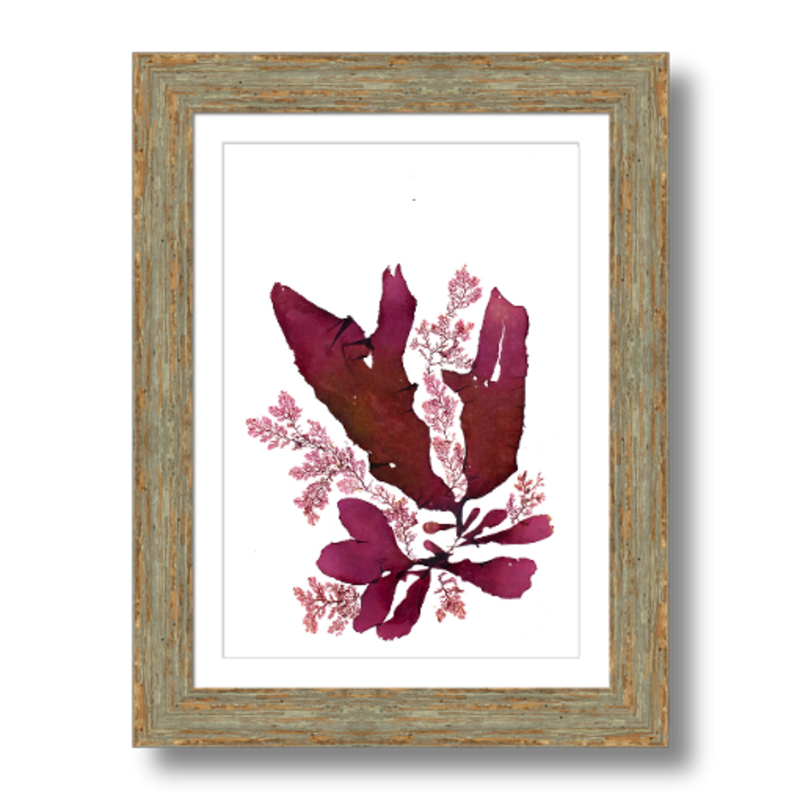 LIMITED EDITION | Cryptonemia and Plocamium