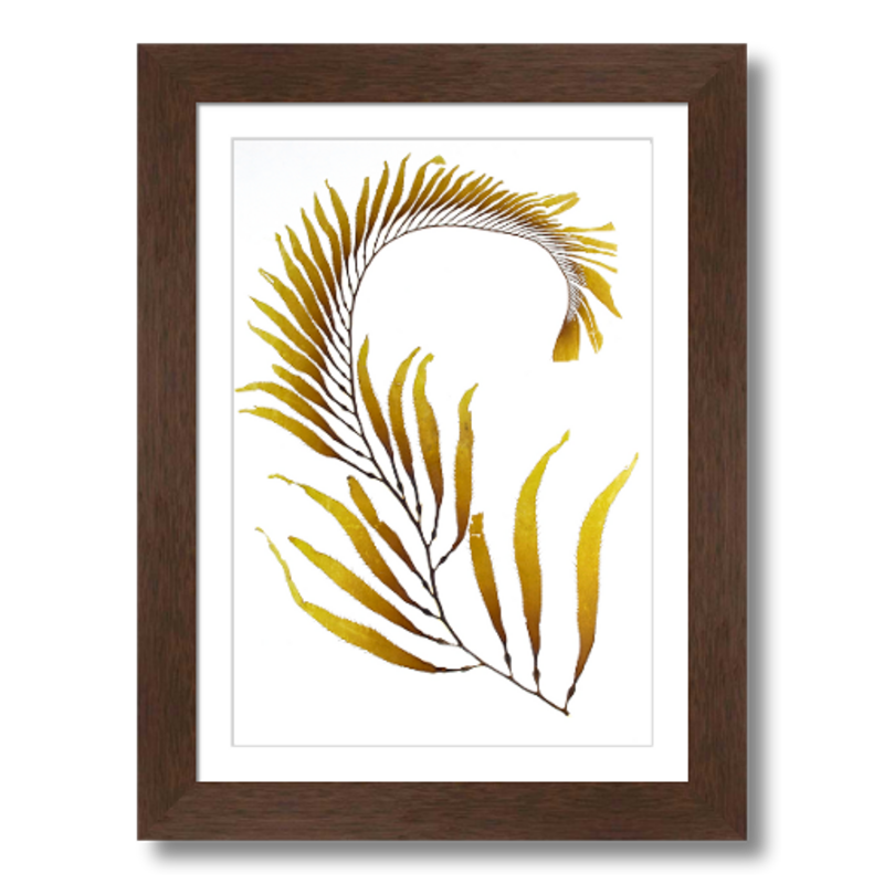 LIMITED EDITION | Macrocystis III