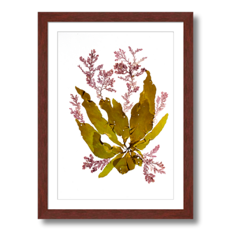 Petalonia and Plocamium